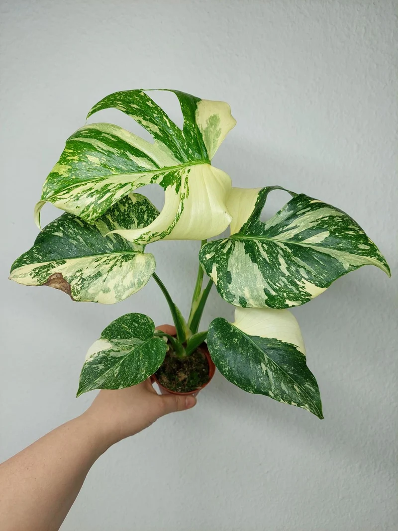Monstera Thai Creme Brulee