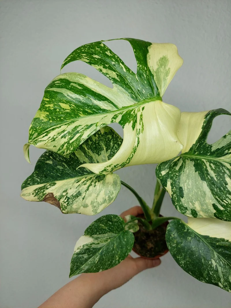 Monstera Thai Creme Brulee
