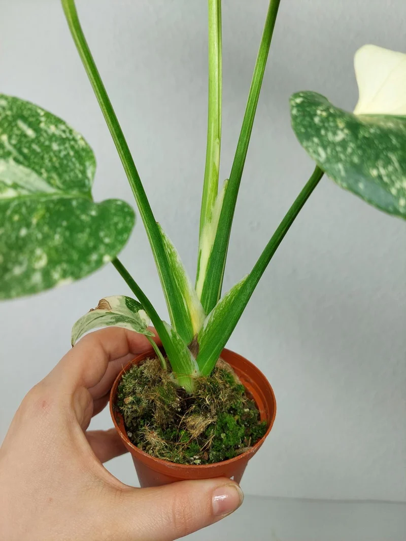 Monstera Thai Creme Brulee