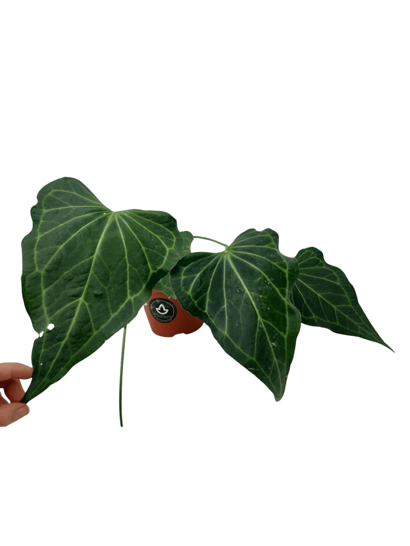 Anthurium Delta Force