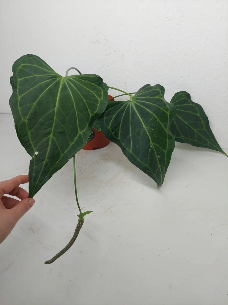Anthurium Delta Force