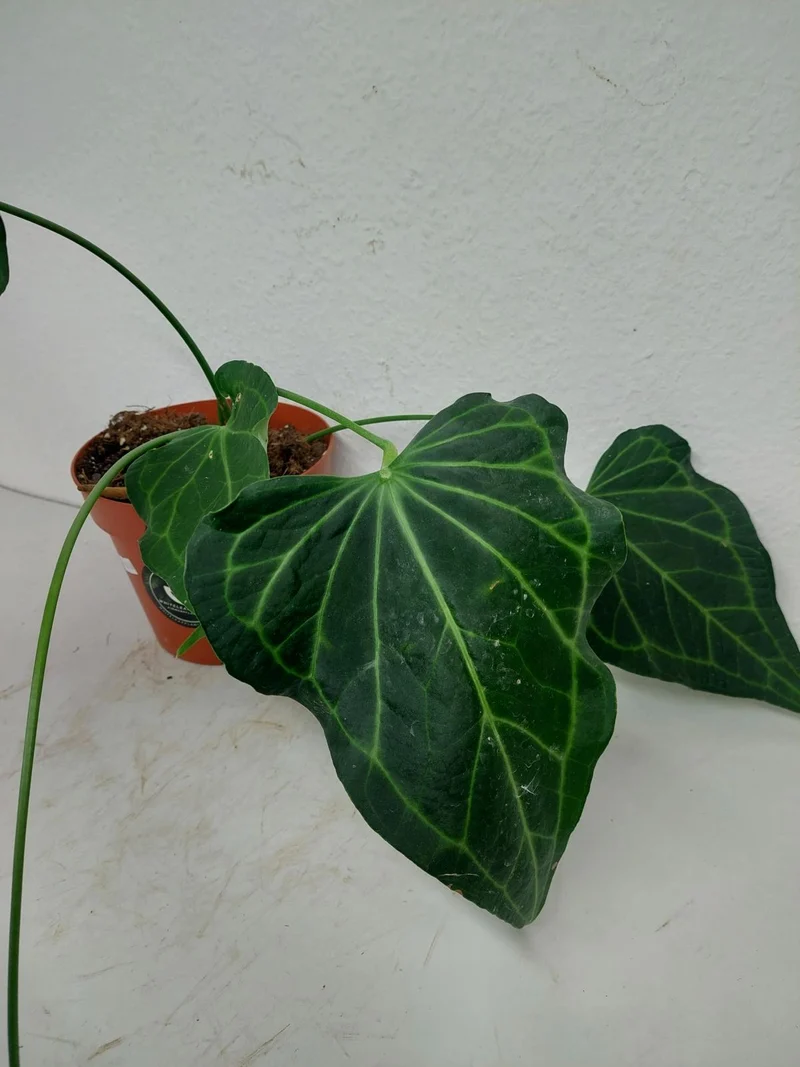 Anthurium Delta Force