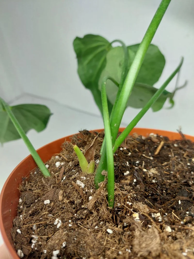 Anthurium Delta Force