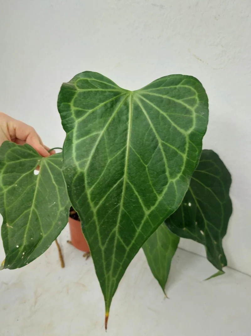 Anthurium Delta Force