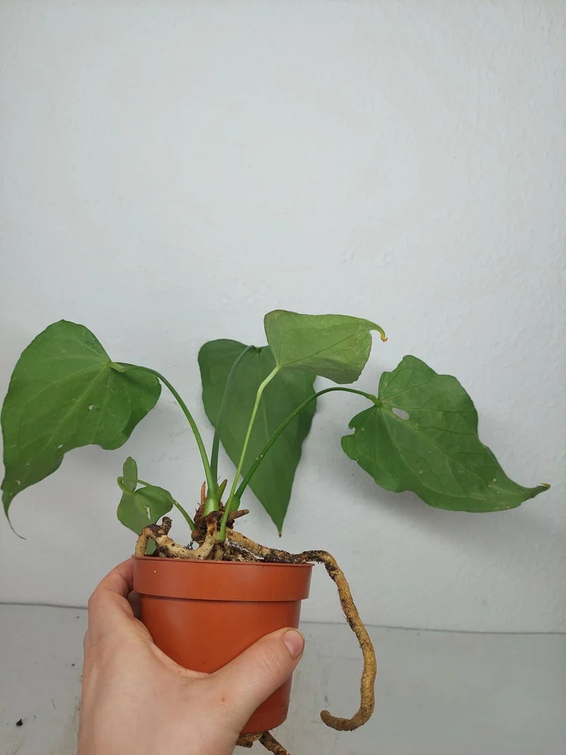 Anthurium Delta Force
