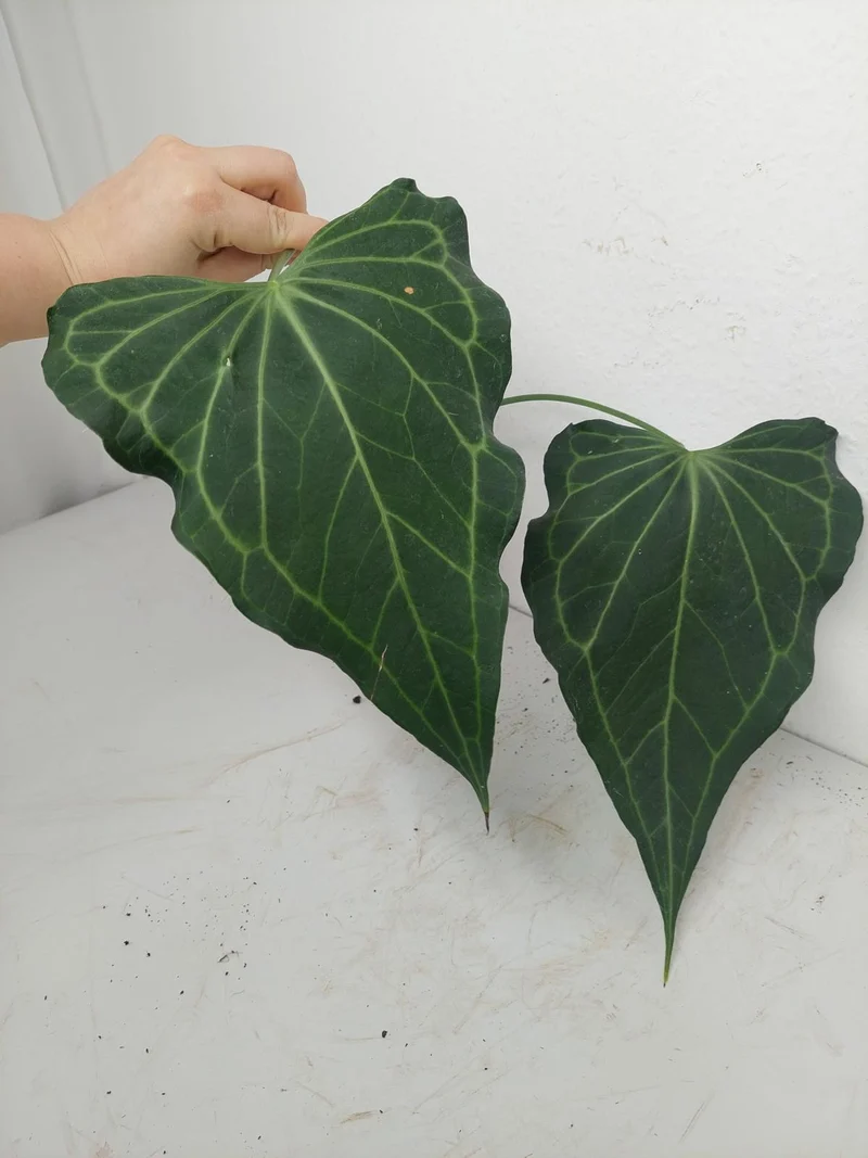 Anthurium Delta Force