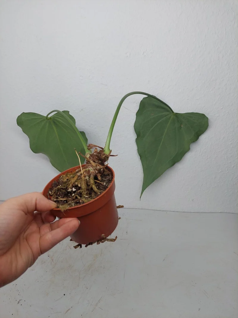 Anthurium Delta Force