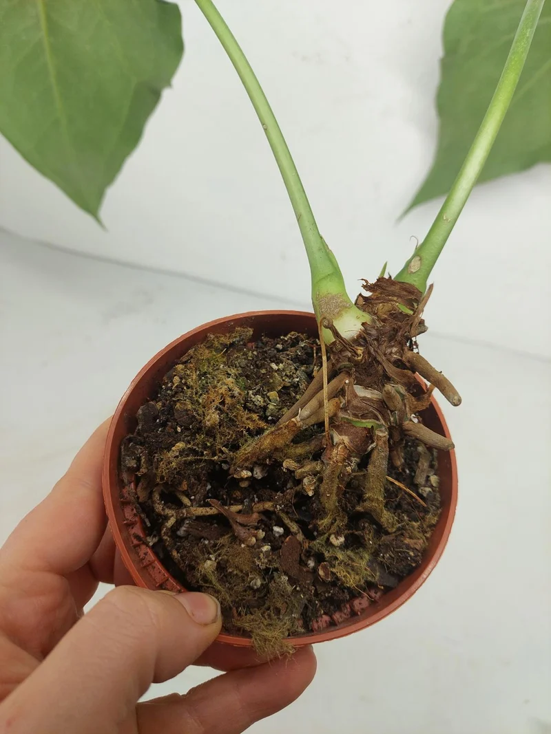 Anthurium Delta Force