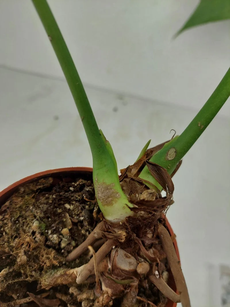Anthurium Delta Force