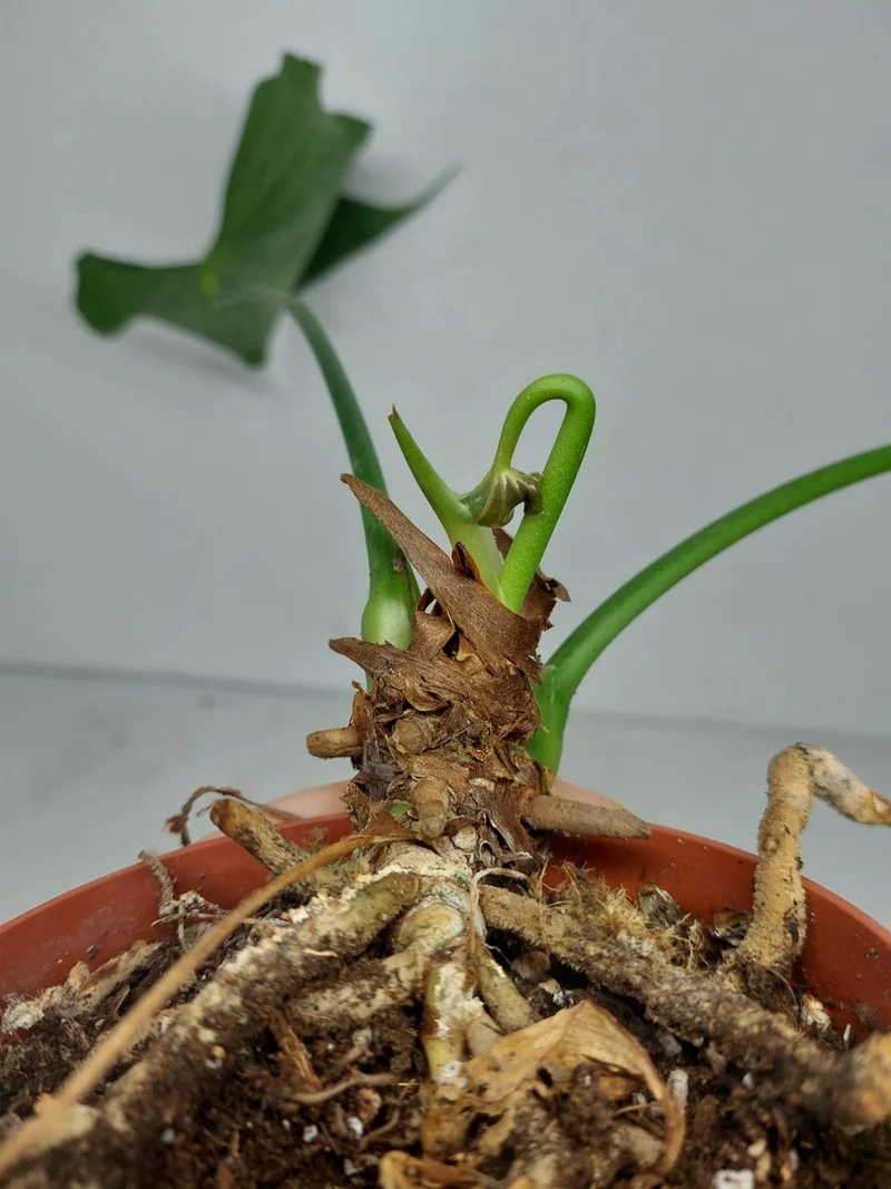 Anthurium Delta Force