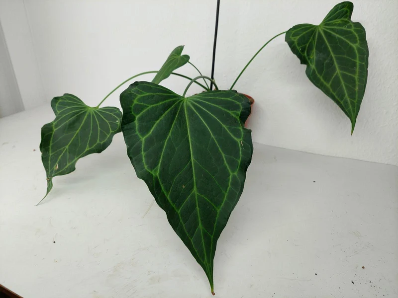 Anthurium Delta Force