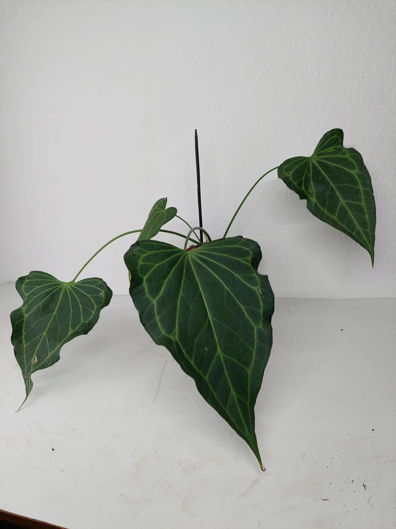 Anthurium Delta Force