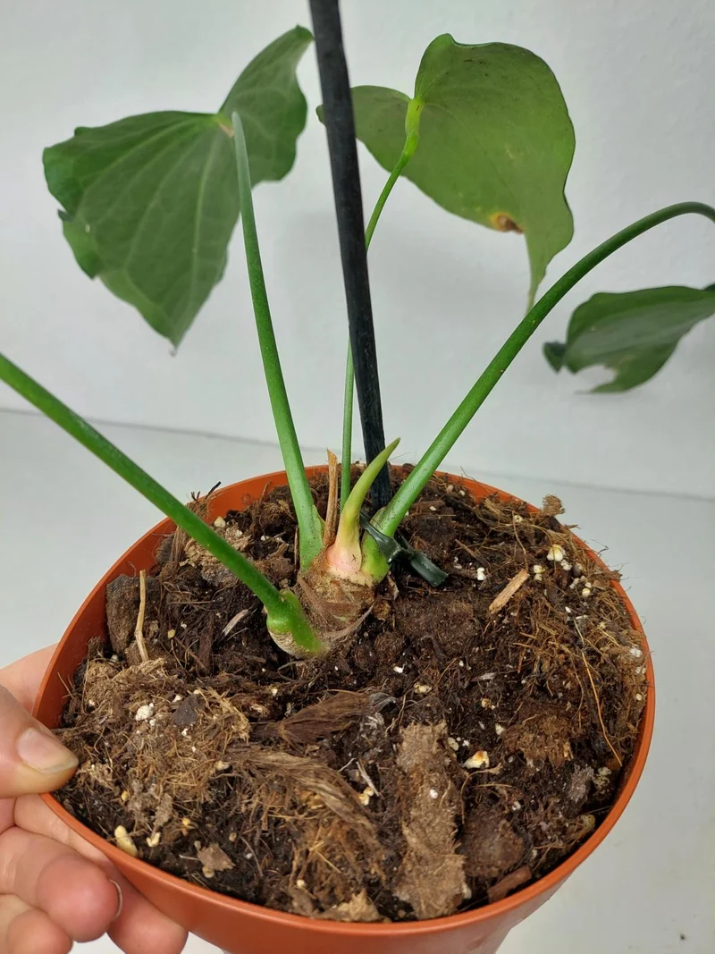 Anthurium Delta Force