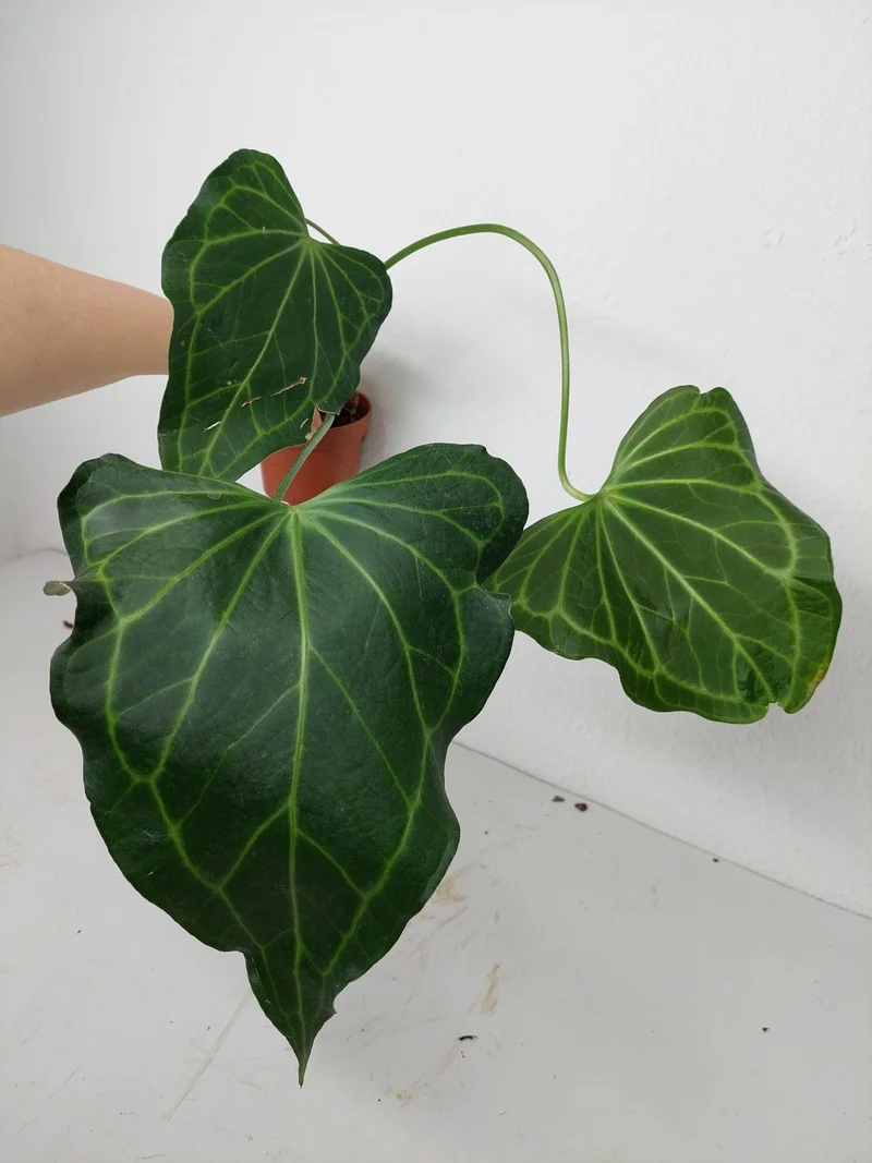 Anthurium Delta Force