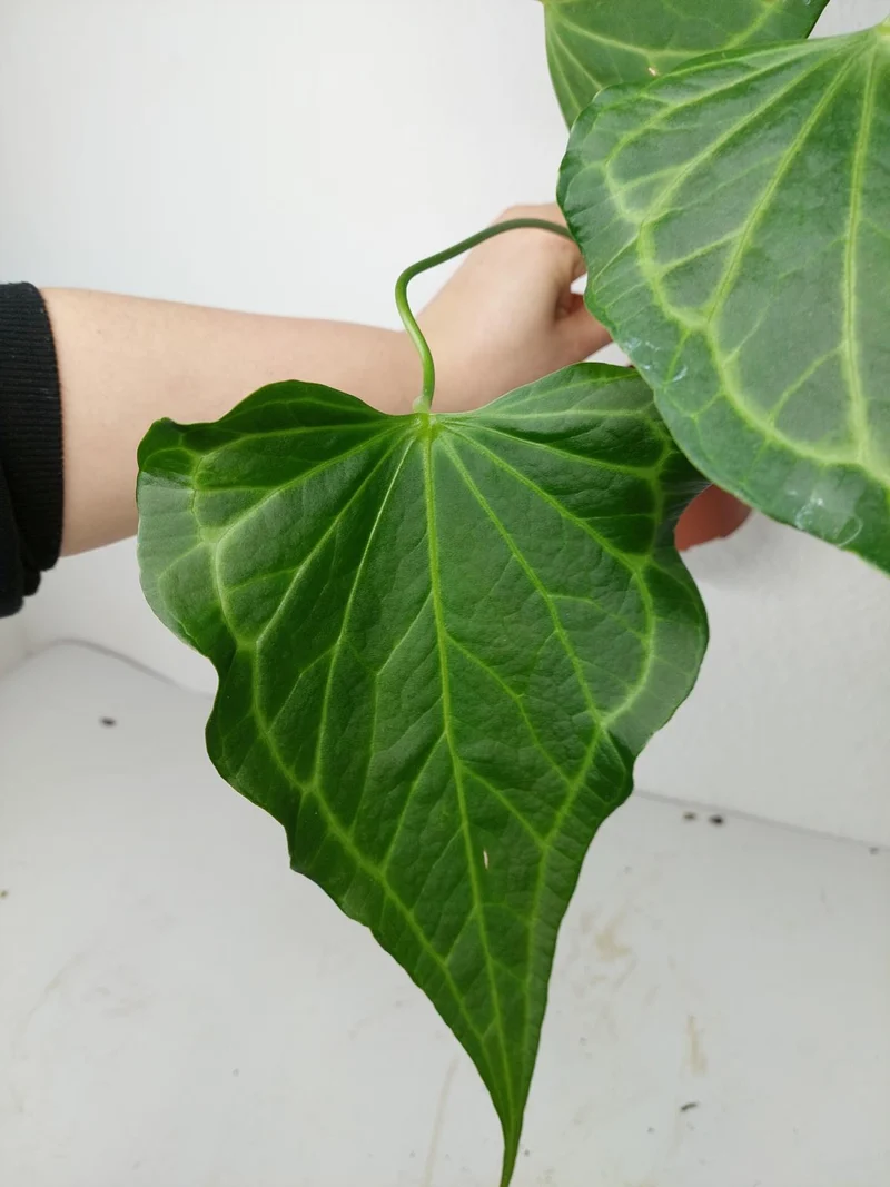 Anthurium Delta Force