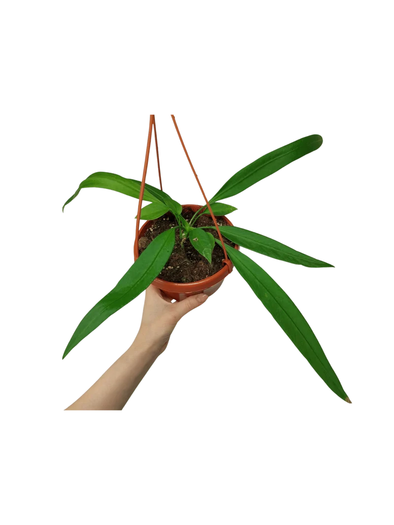Anthurium Vittarifolium
