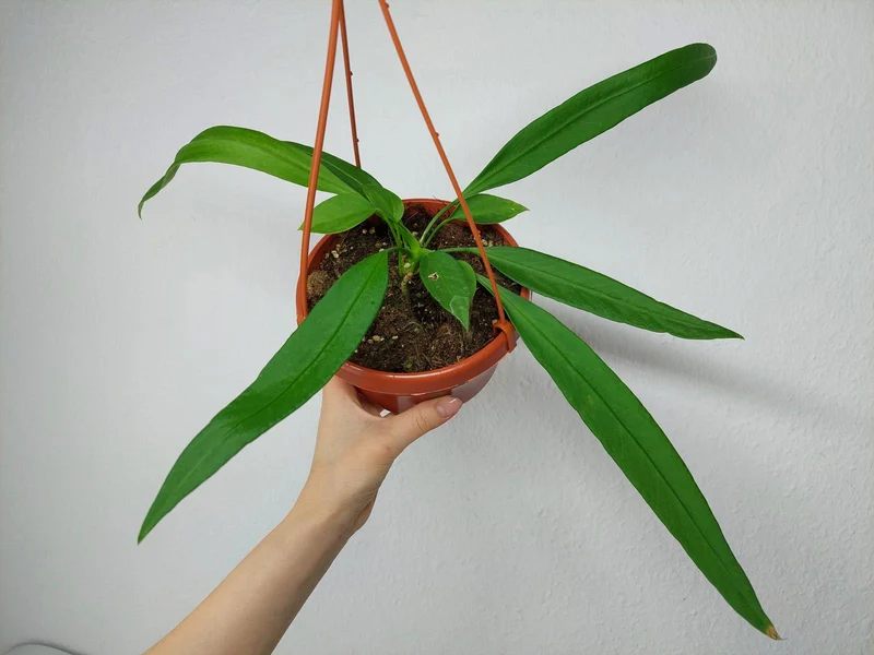 Anthurium Vittarifolium