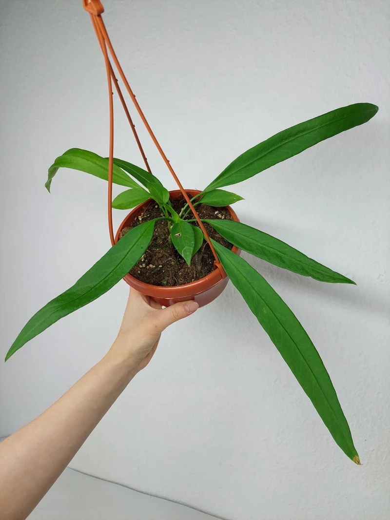 Anthurium Vittarifolium