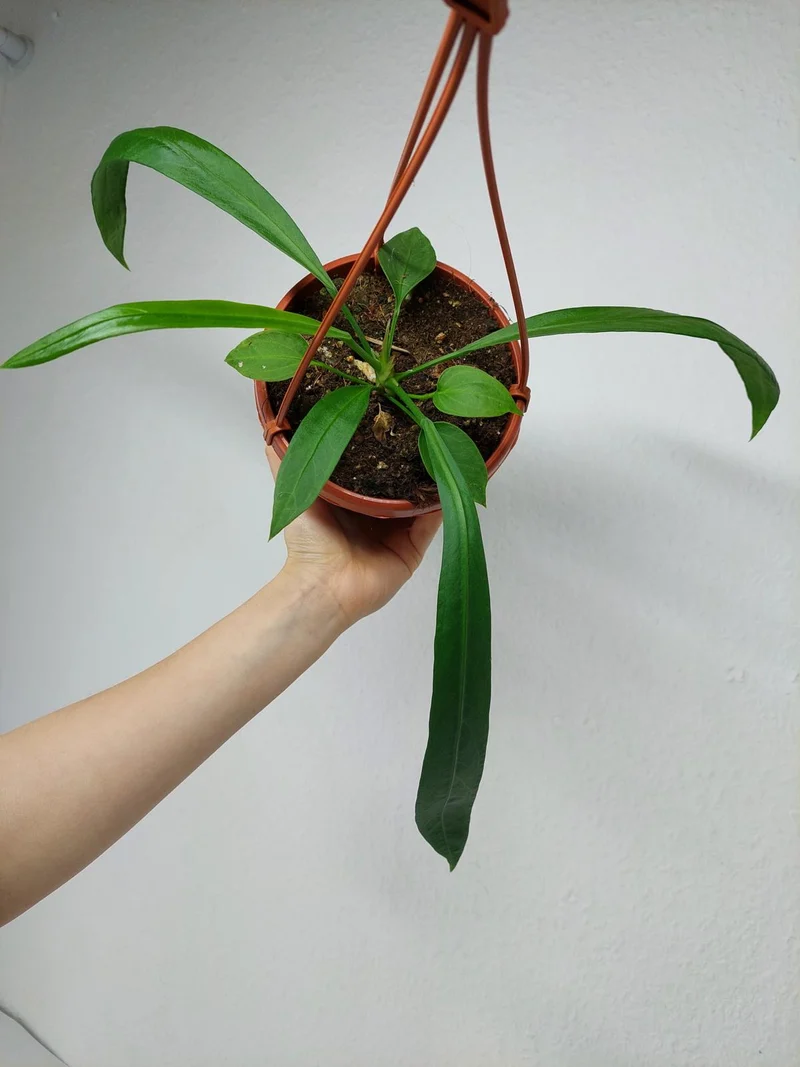 Anthurium Vittarifolium