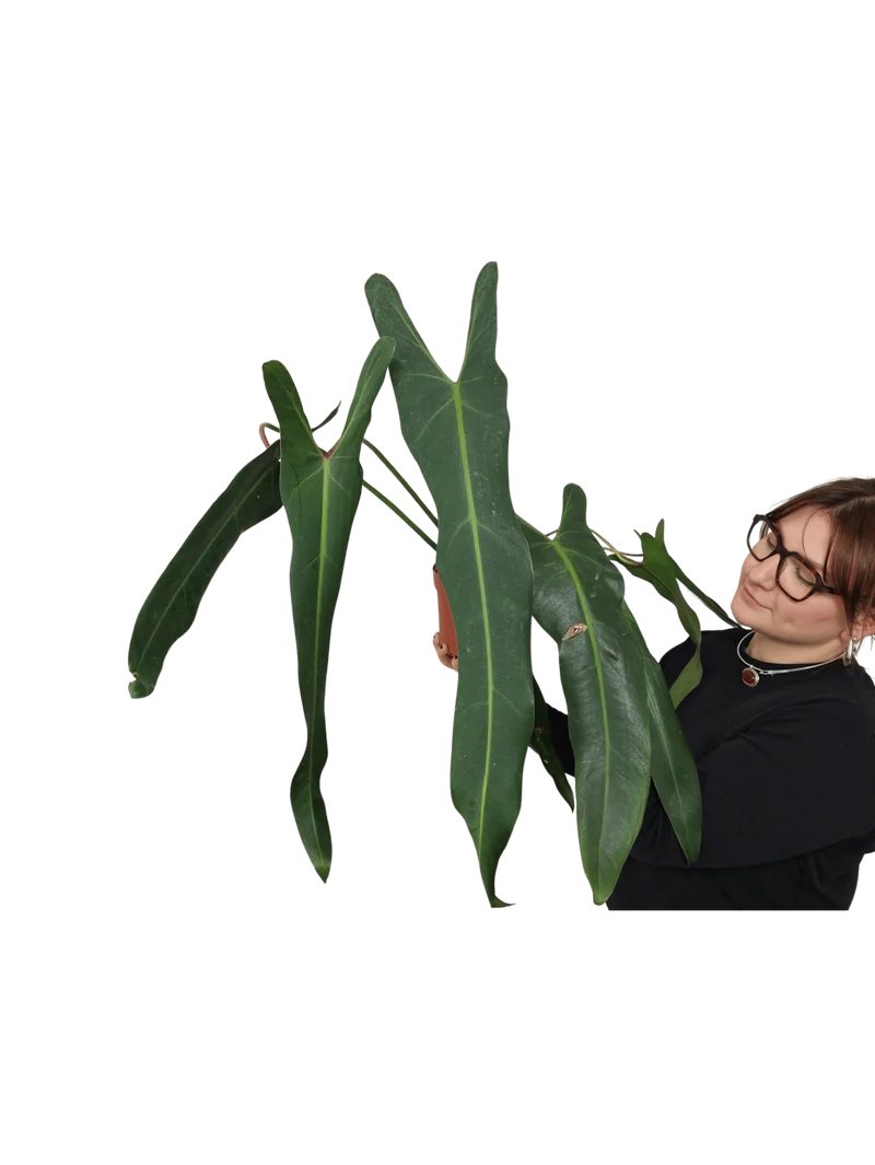 Philodendron Spiritus Sancti Adult