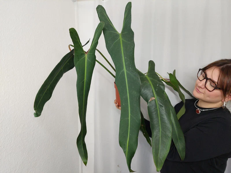 Philodendron Spiritus Sancti Adult