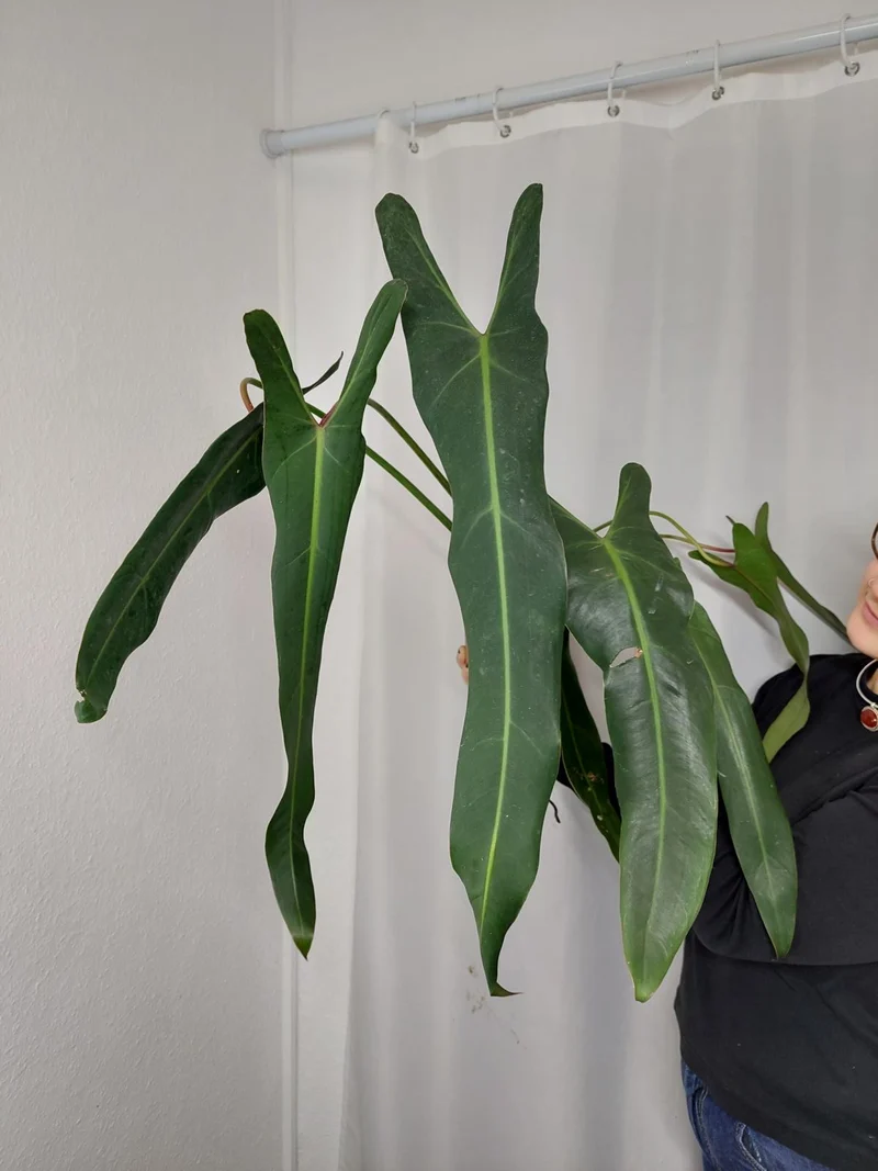Philodendron Spiritus Sancti Adult