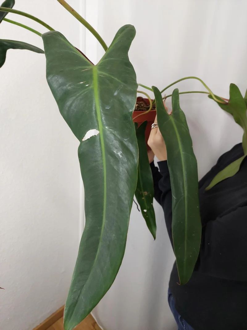 Philodendron Spiritus Sancti Adult