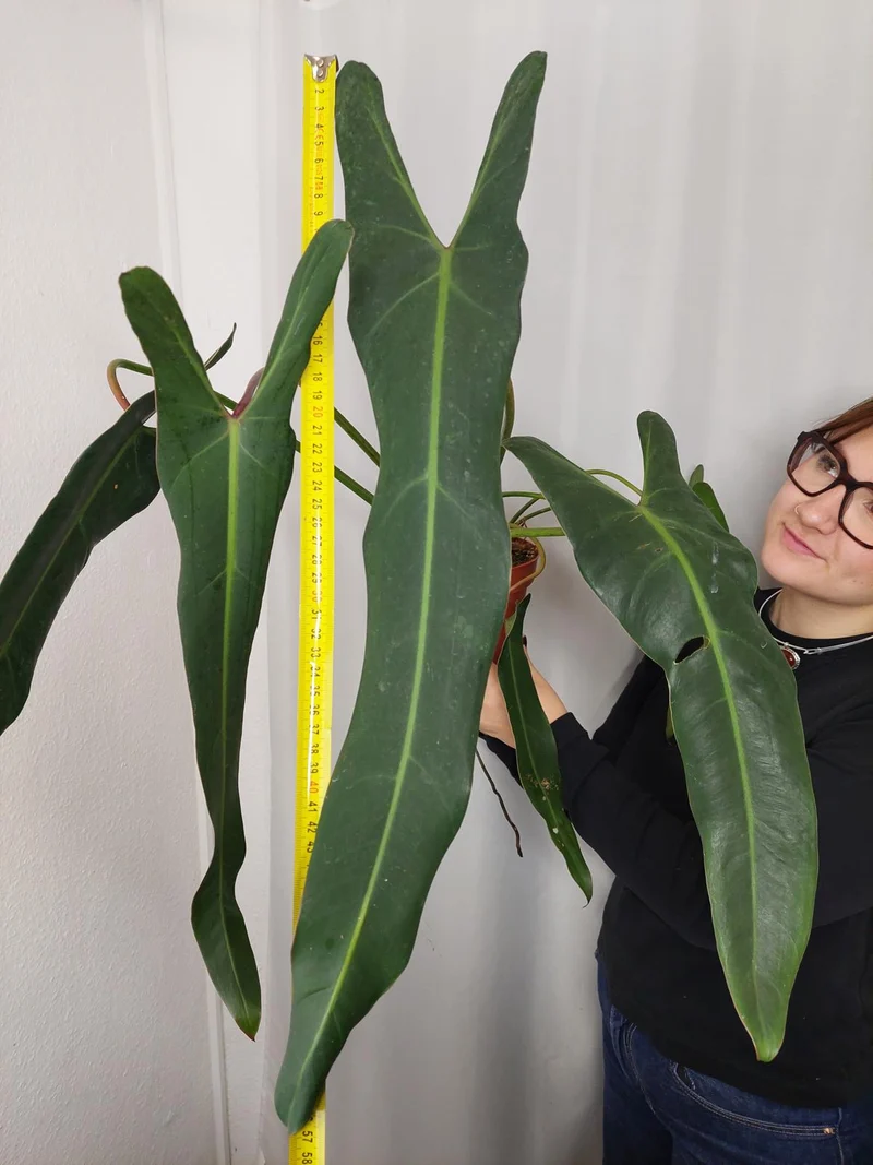 Philodendron Spiritus Sancti Adult