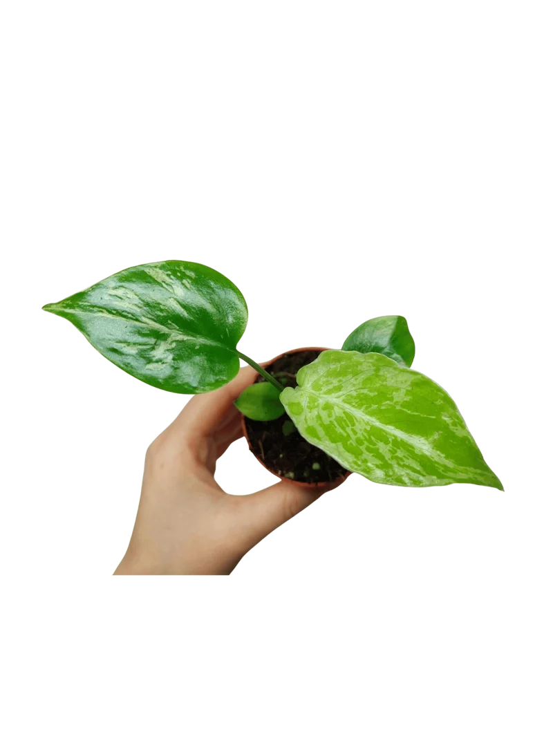 Monstera Bulbasaur