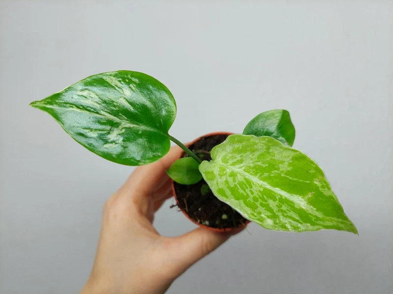 Monstera Bulbasaur