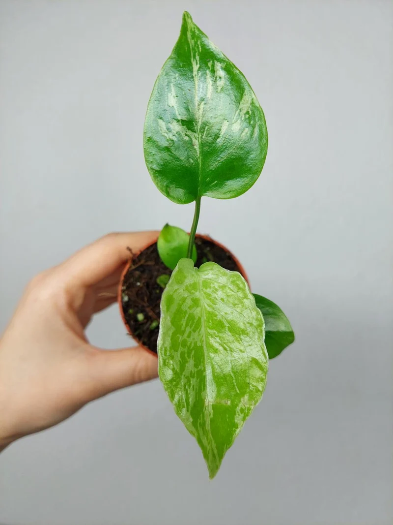 Monstera Bulbasaur