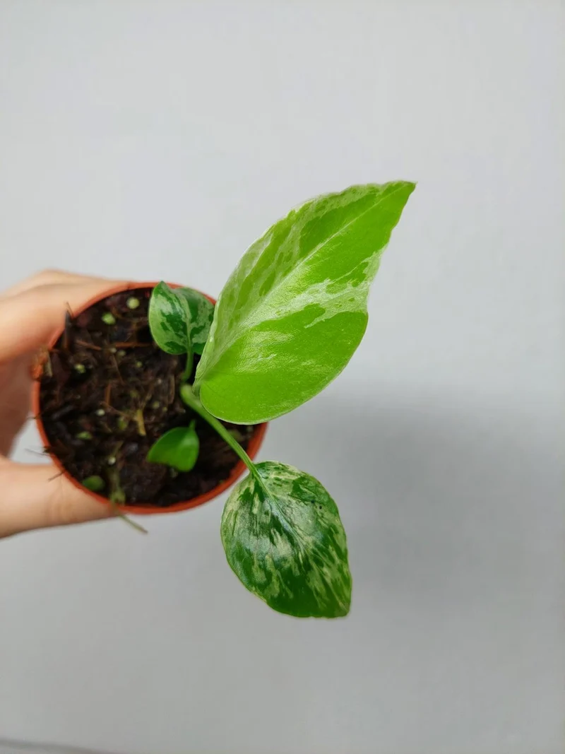 Monstera Bulbasaur
