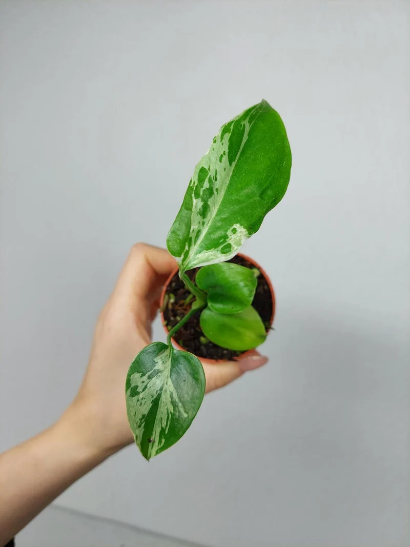 Monstera Bulbasaur
