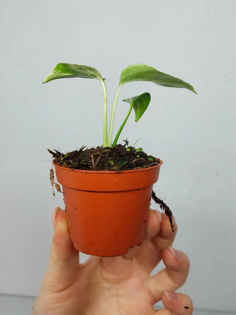 Monstera Bulbasaur