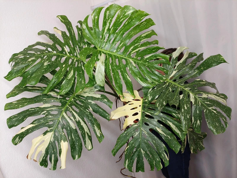Monstera Thai Constellation XXL