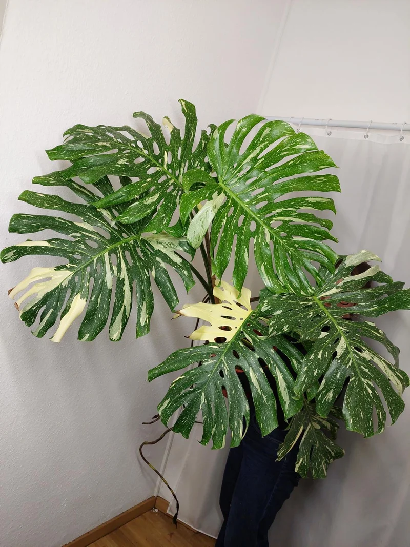 Monstera Thai Constellation XXL