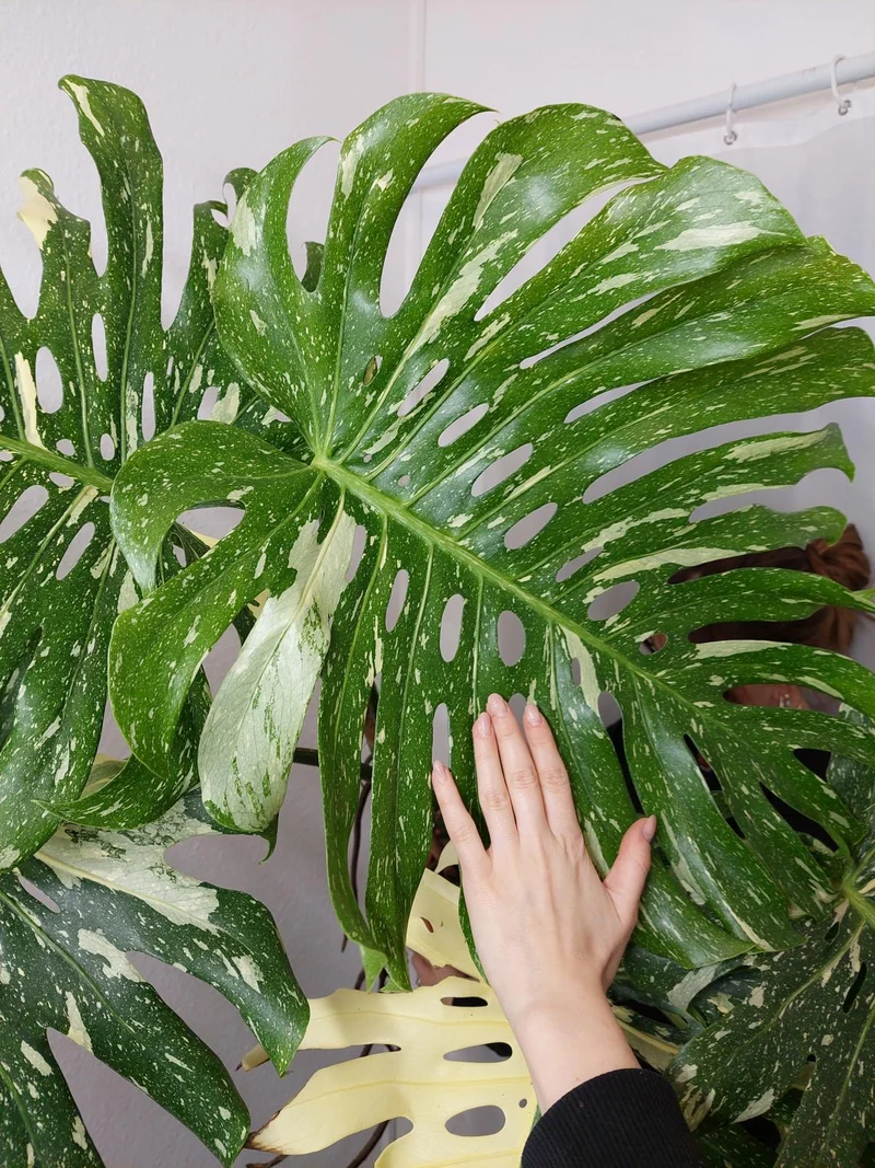 Monstera Thai Constellation XXL