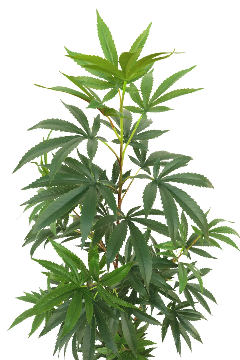 Aralia Kunstpflanze 130cm