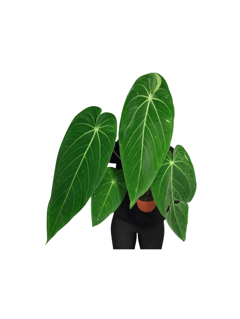 Anthurium Warocqueanum x Waterburyanum