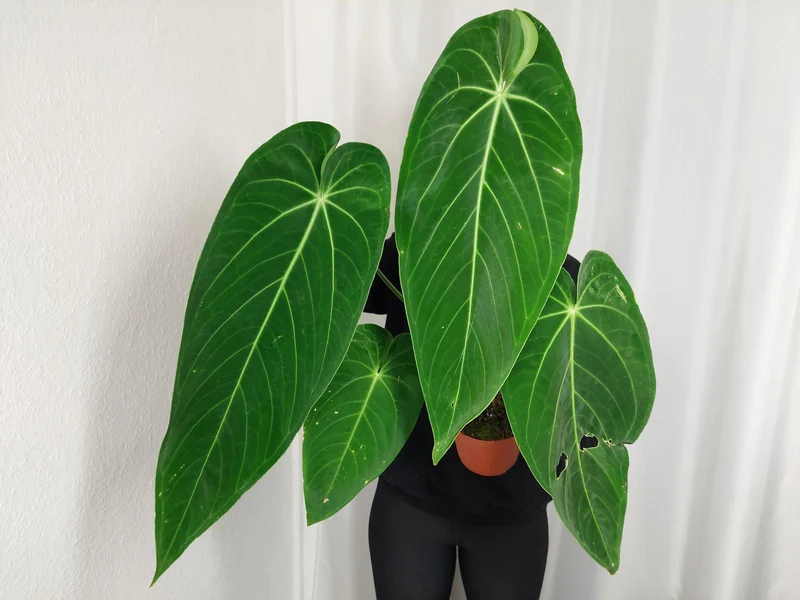 Anthurium Warocqueanum x Waterburyanum