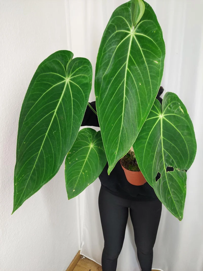 Anthurium Warocqueanum x Waterburyanum