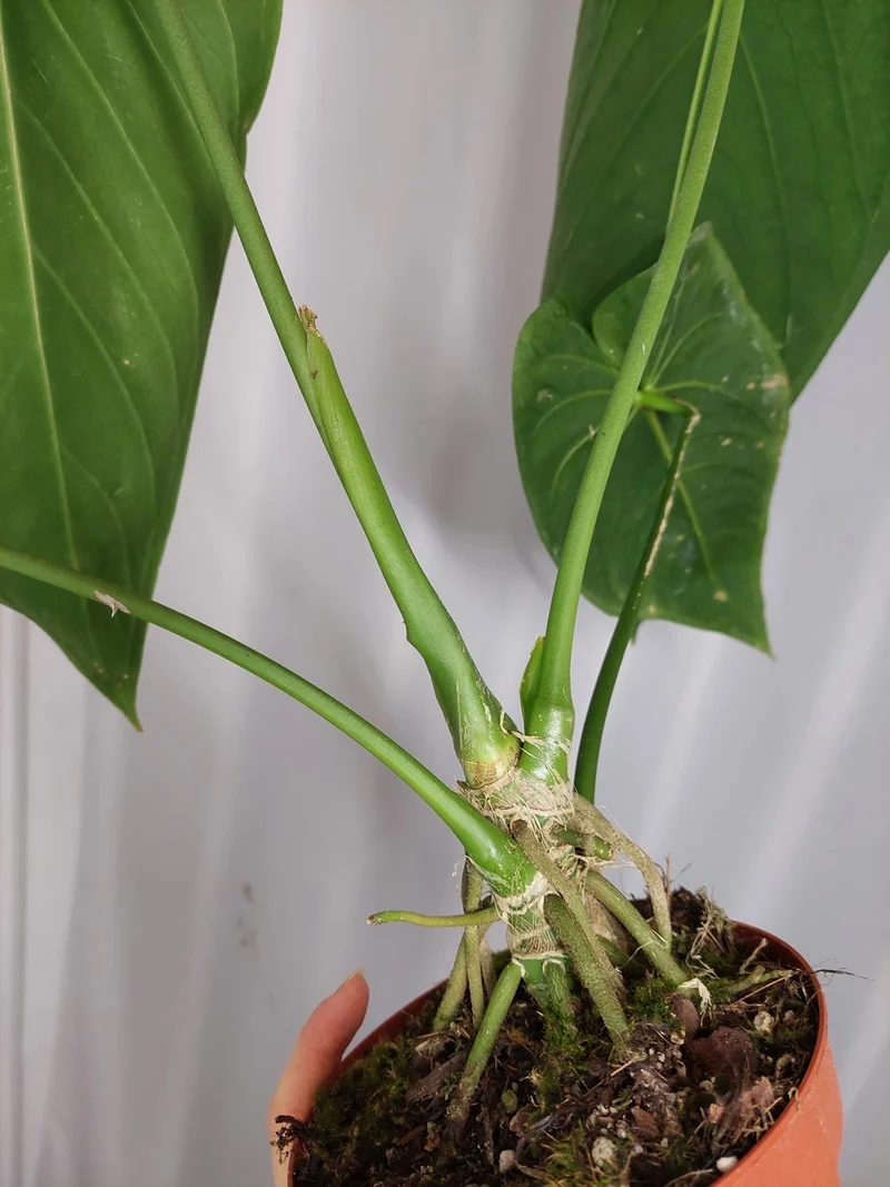 Anthurium Warocqueanum x Waterburyanum