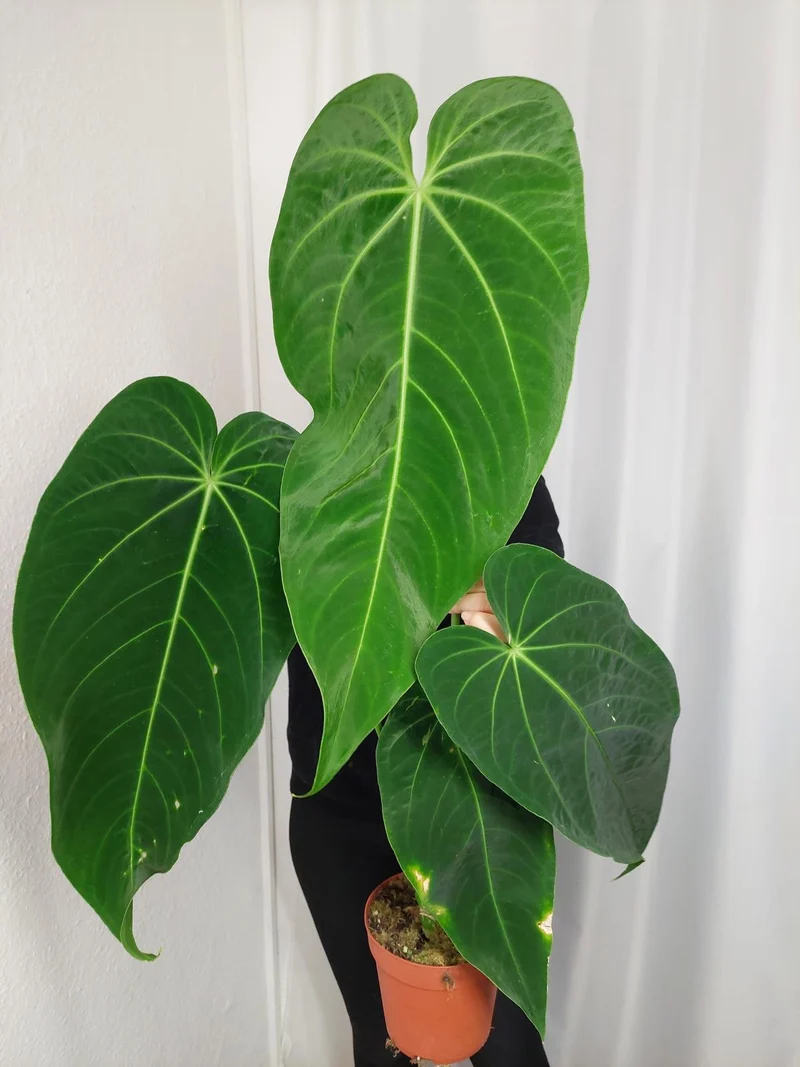 Anthurium Warocqueanum x Waterburyanum
