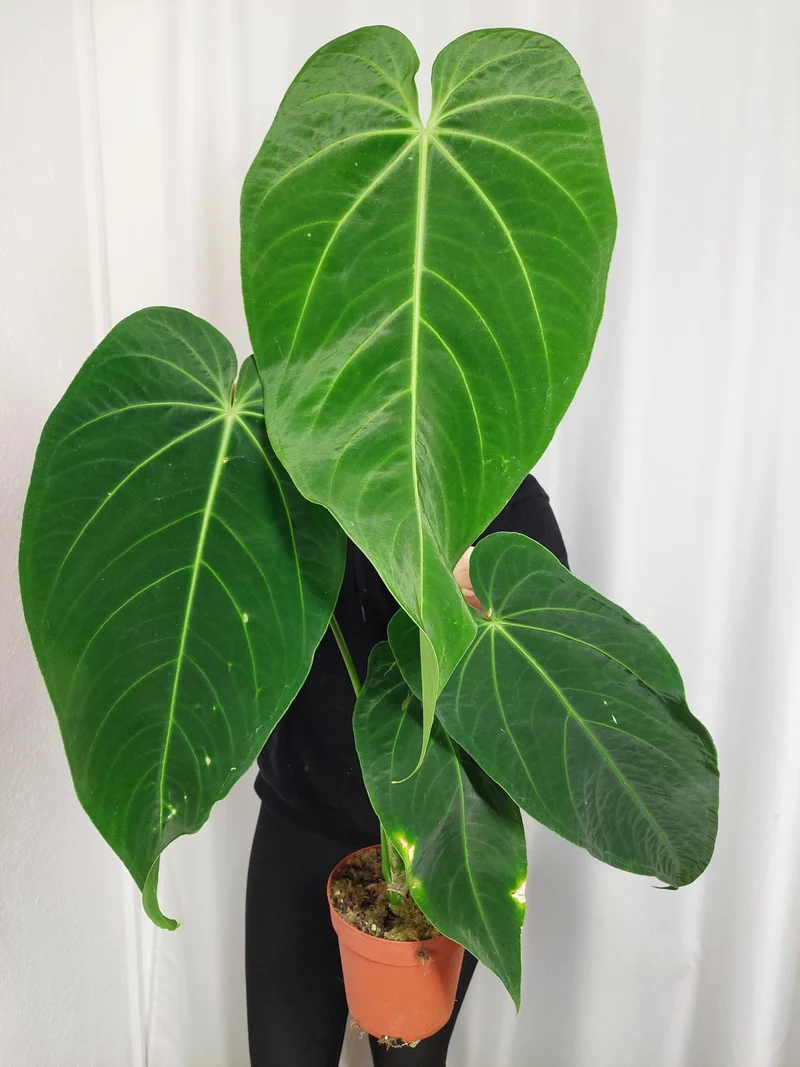 Anthurium Warocqueanum x Waterburyanum