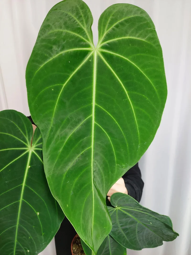 Anthurium Warocqueanum x Waterburyanum