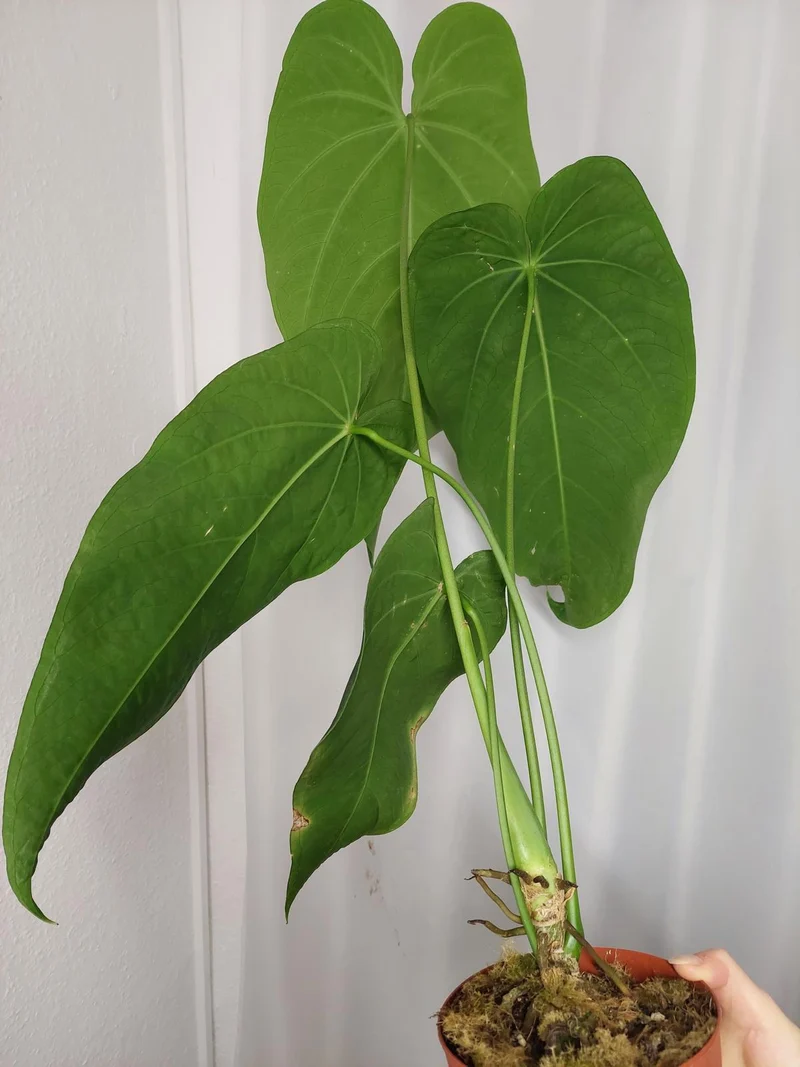 Anthurium Warocqueanum x Waterburyanum