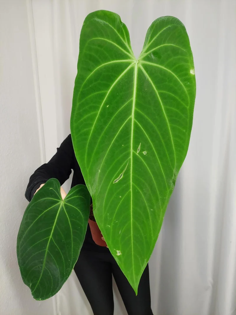 Anthurium Warocqueanum x Waterburyanum
