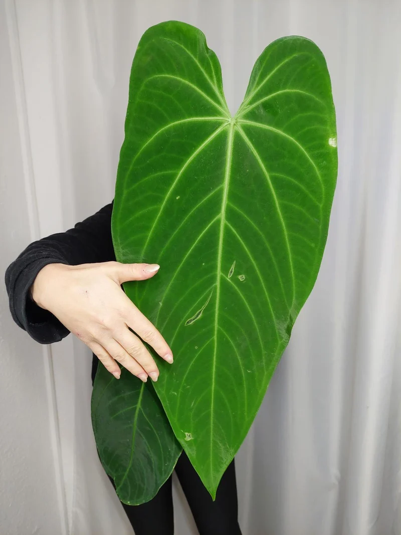 Anthurium Warocqueanum x Waterburyanum