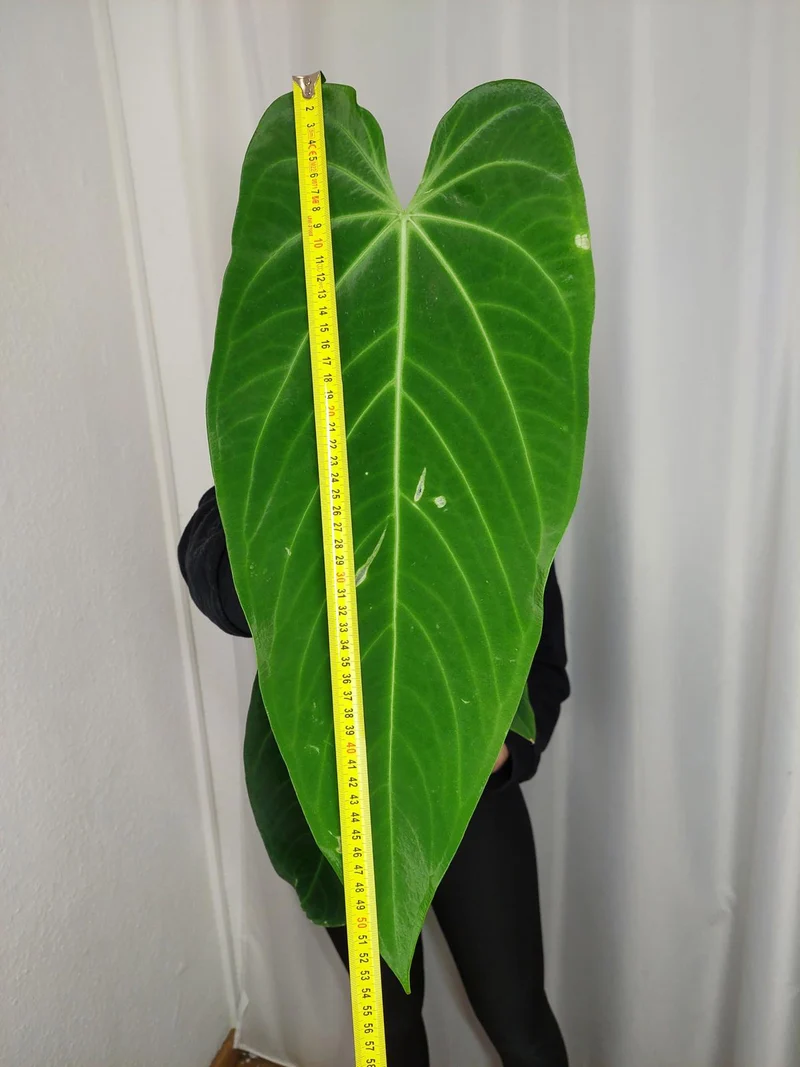 Anthurium Warocqueanum x Waterburyanum