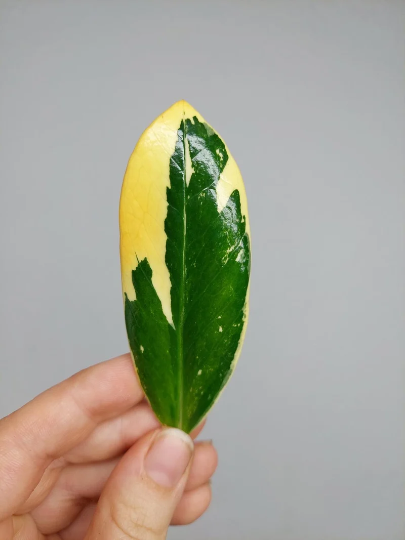 Zamioculcas Zamiifolia Variegata